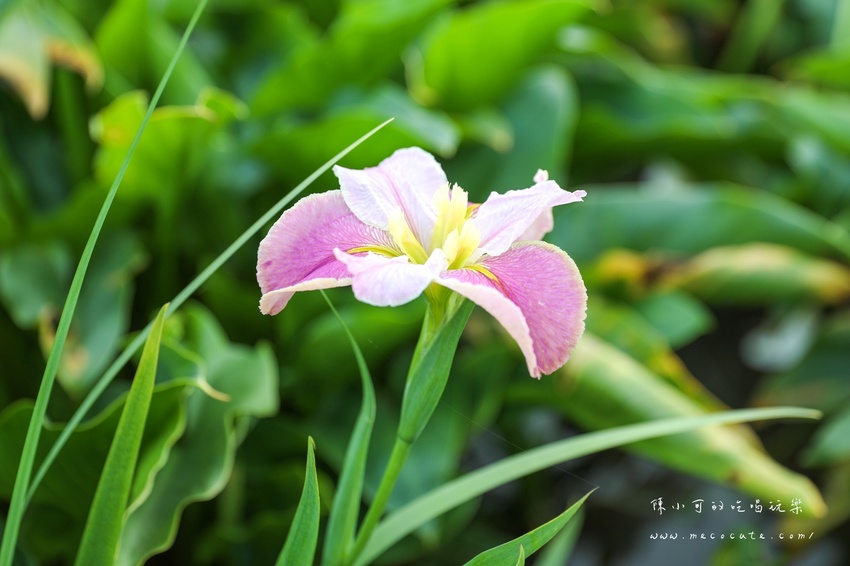 台北,台北紫藤花,台北美食,台北餐廳,紫藤花,陽明山,陽明山土雞,陽明山紫藤花,陽明山美食,陽明山餐廳,頂湖小鎮2020,頂湖小鎮紫藤花,頂湖小鎮菜單,頂湖小鎮餐廳 @陳小可的吃喝玩樂