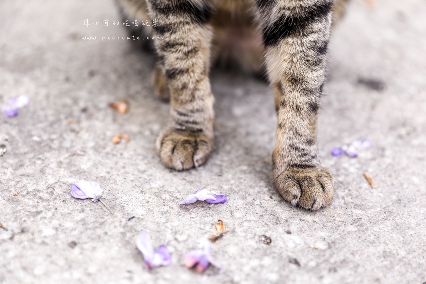 台北,台北紫藤花,台北美食,台北餐廳,紫藤花,陽明山,陽明山土雞,陽明山紫藤花,陽明山美食,陽明山餐廳,頂湖小鎮2020,頂湖小鎮紫藤花,頂湖小鎮菜單,頂湖小鎮餐廳 @陳小可的吃喝玩樂