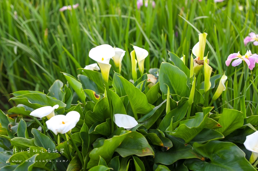 台北,台北紫藤花,台北美食,台北餐廳,紫藤花,陽明山,陽明山土雞,陽明山紫藤花,陽明山美食,陽明山餐廳,頂湖小鎮2020,頂湖小鎮紫藤花,頂湖小鎮菜單,頂湖小鎮餐廳 @陳小可的吃喝玩樂