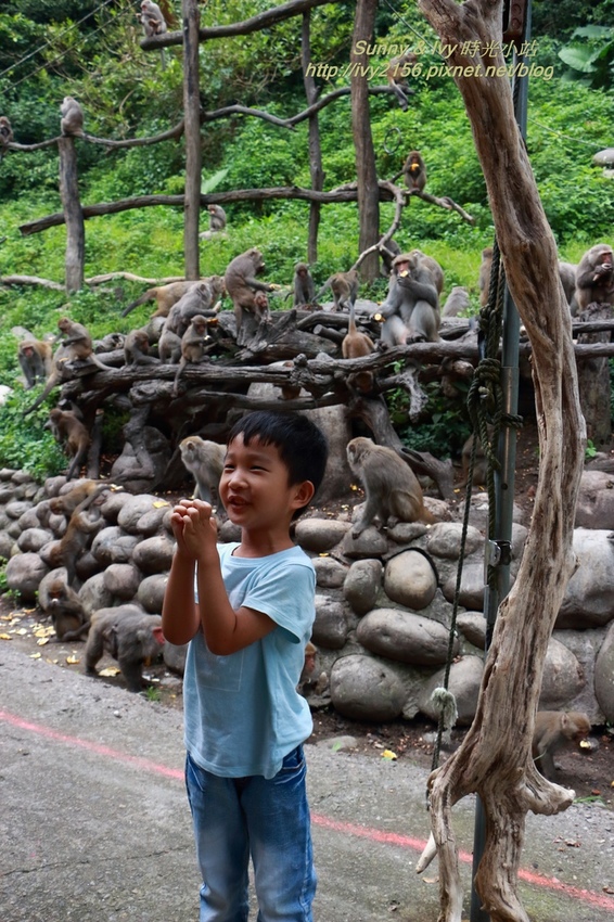 【台中北屯旅遊】郭叔叔獼猴生態區。近距離觀賞野生猴子王國,自然互動很有趣