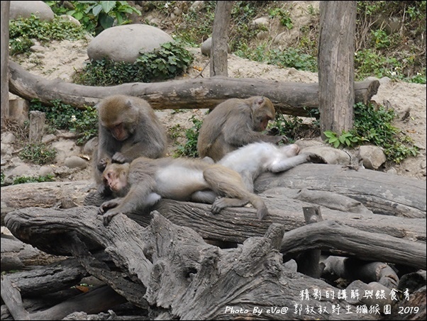 郭叔叔野生獼猴園-31.jpg