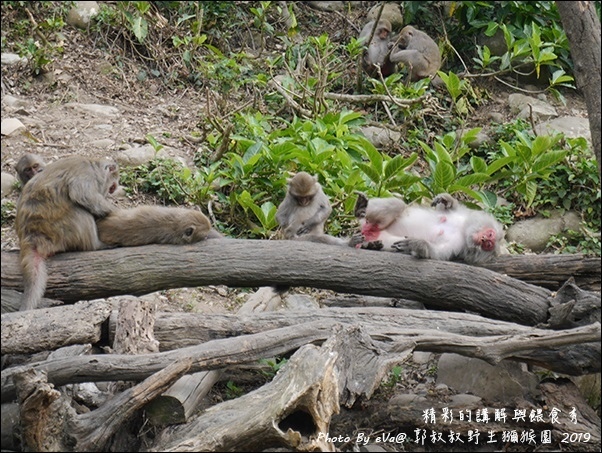 郭叔叔野生獼猴園-26.jpg