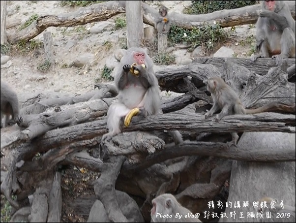 郭叔叔野生獼猴園-39.jpg