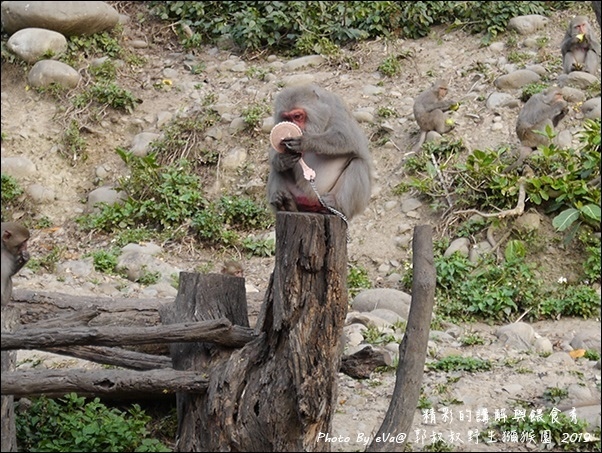 郭叔叔野生獼猴園-37.jpg