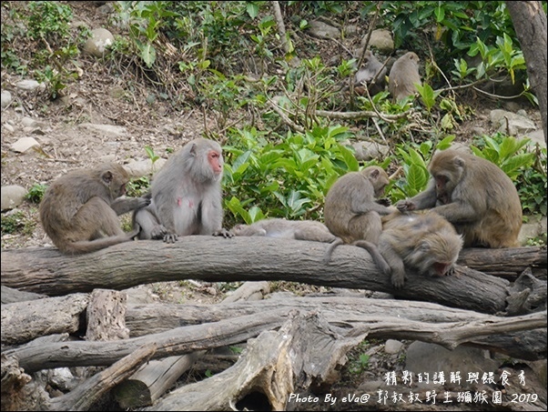 郭叔叔野生獼猴園-34.jpg