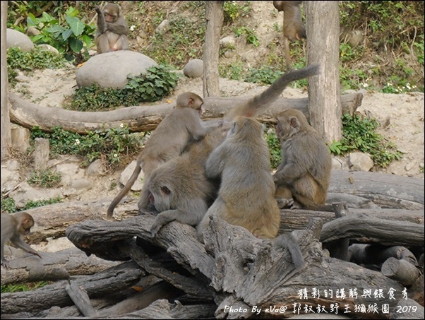 郭叔叔野生獼猴園-33.jpg
