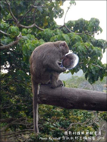 郭叔叔野生獼猴園-35.jpg