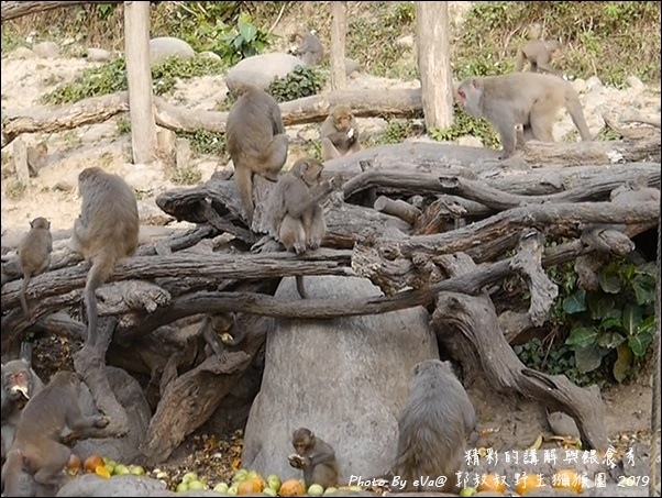 郭叔叔野生獼猴園-46.jpg