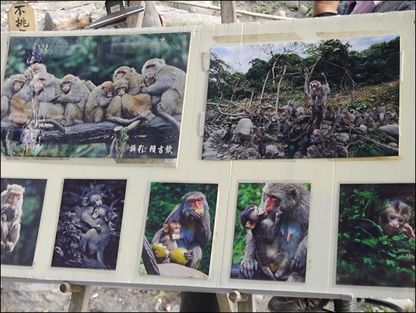郭叔叔野生獼猴園-50.jpg