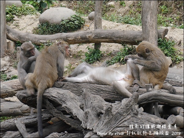 郭叔叔野生獼猴園-30.jpg