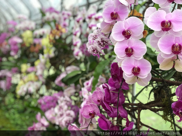 圓圓家出去玩-<宜蘭景點>2019綠色博覽會,乘船入園好有趣,冬山美景盡收眼底~免費入園秘訣傳授給你