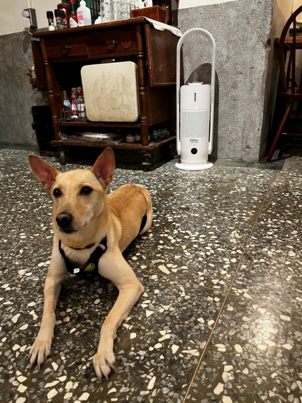 【板橋早午餐 | 旧宅在Near Home Cafe】老宅與西式早午餐分享