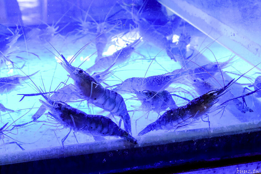 炭火燒肉上百種食材吃到飽,羊角炭火燒肉猛點和牛、牛舌、紅蝦就夠本,生魚片、牡蠣也隨你吃!