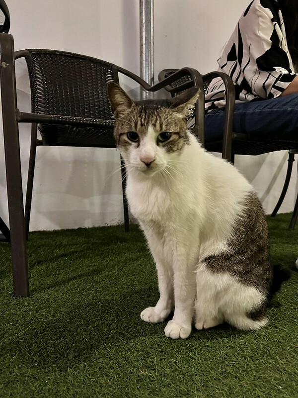 【台灣，台北市，萬華區】禾順行旅（Your Hotel）夜市美食吃不完，用味蕾認識萬華吧！（台北住宿推薦/萬華