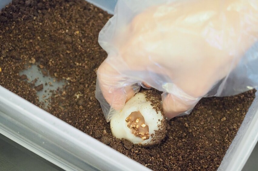 ♥幸福翔綺 西螺麻糬大王♥現包現吃最新鮮.女孩必買金莎巧克力麻糬雲林人氣團購伴手禮.現在在台北車站就買的