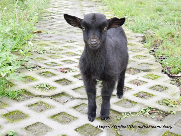 【宜蘭民宿包棟】十六崁民宿 宜蘭絕美民宿 #烤肉 #划船 #落羽松 #草坪 #包棟 #宜蘭民宿推薦 #宜蘭親子民宿 (37).JPG