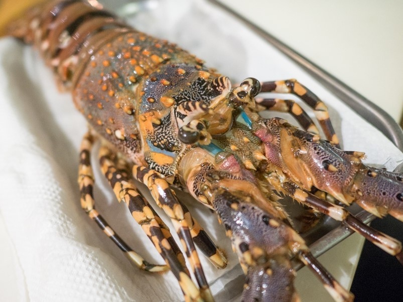 【台北西門町】Oyami café 下午茶、義大利麵，美味的餐點搭配夢幻的裝潢，彷彿置身童話世界