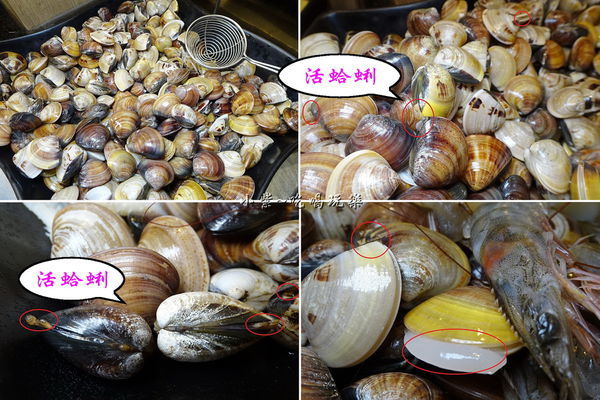 活蛤蜊-食鮮日式火鍋吃到飽.jpg