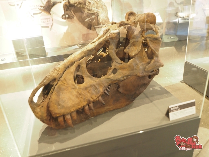 【台南景點】台南版博物館驚魂夜!小心來了你就開心到走不出去:台南左鎮化石園區 - 熱血玩台南。跳躍新世界