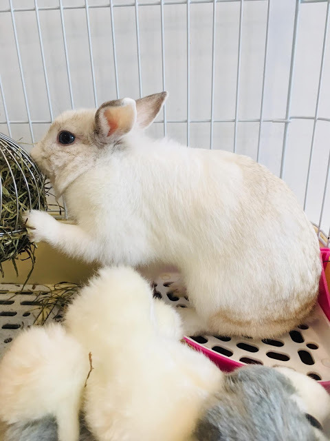 [嘉義美食] 果漾果昔窩｜甜蜜沁涼的綿密果昔，新鮮水果製成的營養好喝日系健康飲品！