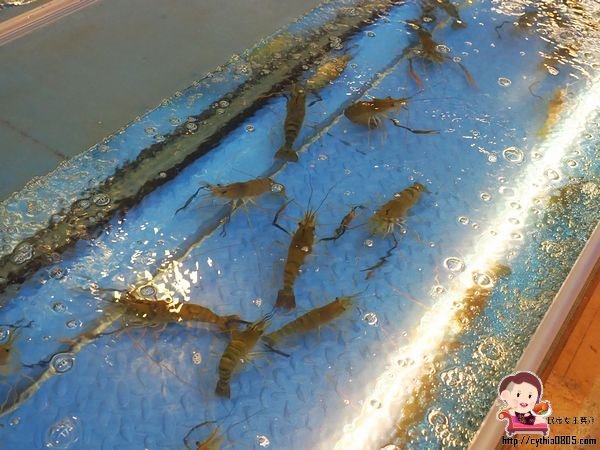 桃園八德美食-伍陽城市原創農場-超肥美泰國流水蝦吃到飽,還可以放生小孩消耗體力 @民宿女王芽月-美食.旅遊.全台趴趴走
