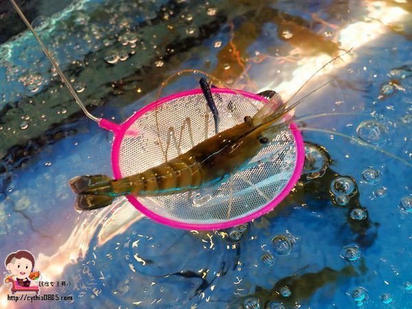 桃園八德美食-伍陽城市原創農場-超肥美泰國流水蝦吃到飽,還可以放生小孩消耗體力 @民宿女王芽月-美食.旅遊.全台趴趴走