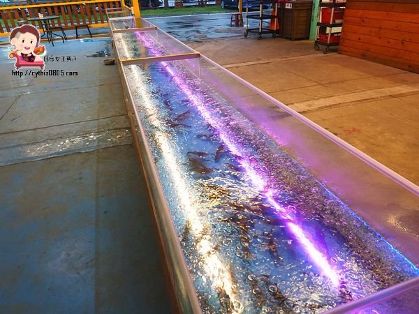 桃園八德美食-伍陽城市原創農場-超肥美泰國流水蝦吃到飽,還可以放生小孩消耗體力 @民宿女王芽月-美食.旅遊.全台趴趴走