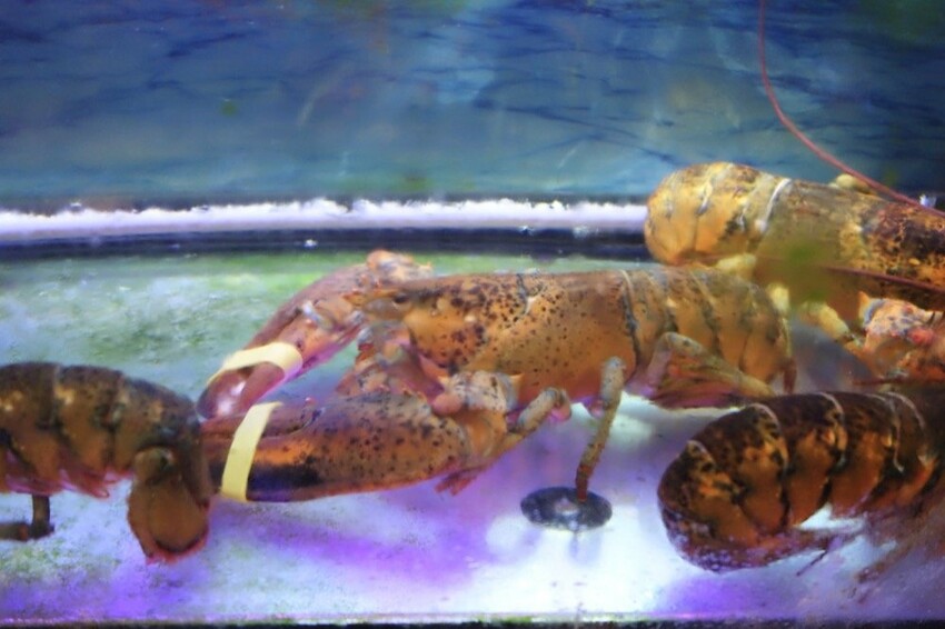 中壢火鍋推薦-上官木桶鍋|頂級海鮮與超好吃和牛霜降肉片,桃園必吃火鍋推薦!