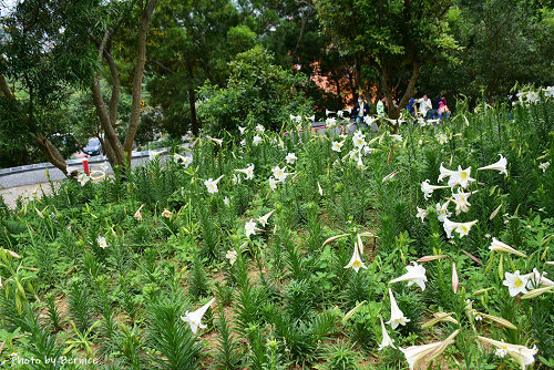 0505 2-大古山百合03.jpg