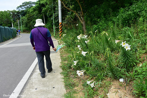 0505 2-大古山百合05.jpg