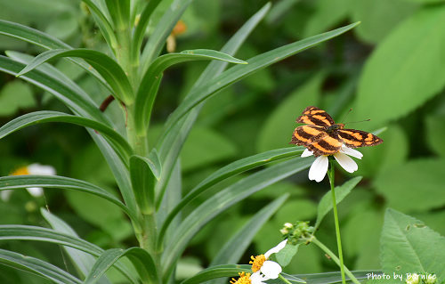 0505 2-大古山百合02.jpg