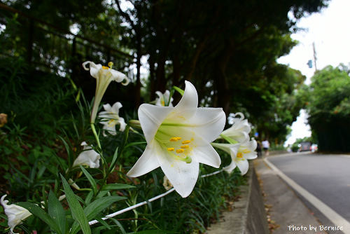 0505 1-蘆竹小旅行07.jpg