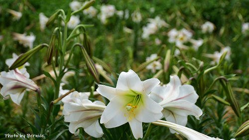 0505 2-大古山百合01.jpg