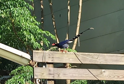 [苗栗住宿] 蓬萊生態農場仙山民宿｜南庄世外桃源，山林間的獨棟小木屋，身處雲霧繚繞中的油桐花與螢火蟲仿若仙境！