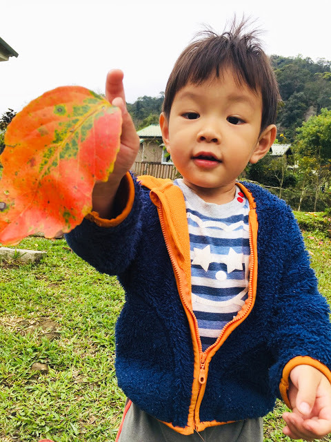 [苗栗住宿] 蓬萊生態農場仙山民宿｜南庄世外桃源，山林間的獨棟小木屋，身處雲霧繚繞中的油桐花與螢火蟲仿若仙境！