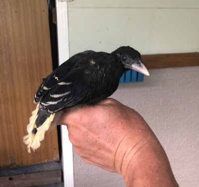 [苗栗住宿] 蓬萊生態農場仙山民宿｜南庄世外桃源，山林間的獨棟小木屋，身處雲霧繚繞中的油桐花與螢火蟲仿若仙境！