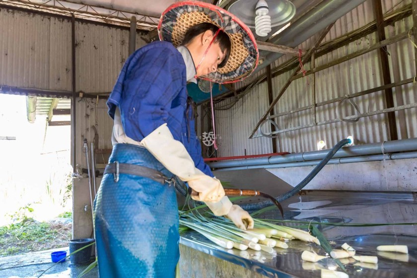 [南投埔里]日耕農產用無毒農法栽培筊白筍，魚筊共生的美人腿生吃等級的脆甜口感很可以,產地現採宅配到府 - 老莫 Say透透