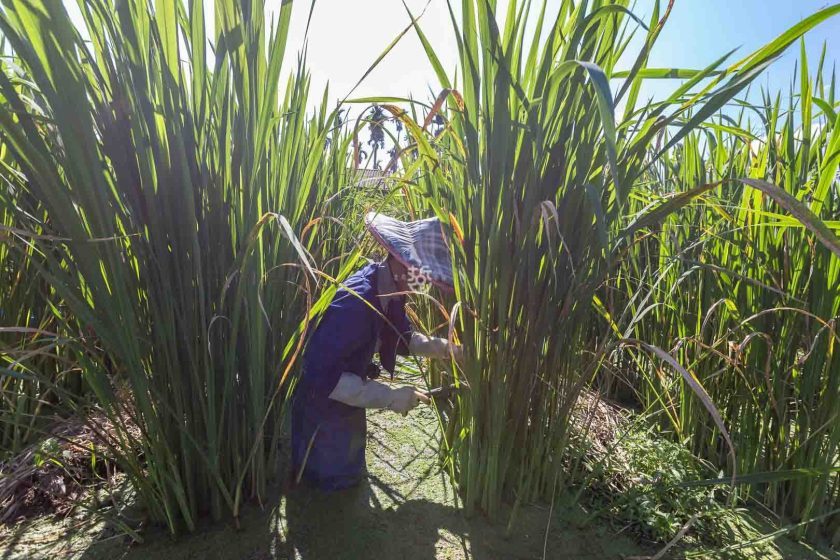 [南投埔里]日耕農產用無毒農法栽培筊白筍，魚筊共生的美人腿生吃等級的脆甜口感很可以,產地現採宅配到府 - 老莫 Say透透