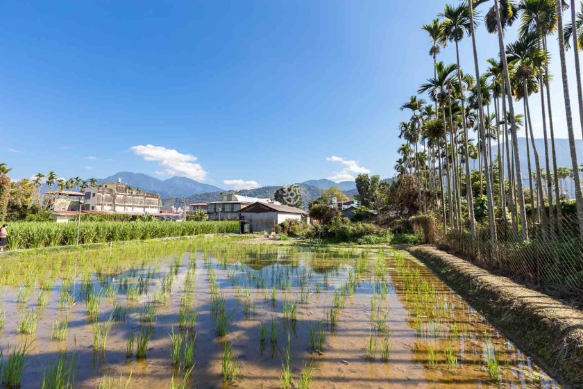 [南投埔里]日耕農產用無毒農法栽培筊白筍，魚筊共生的美人腿生吃等級的脆甜口感很可以,產地現採宅配到府 - 老莫 Say透透