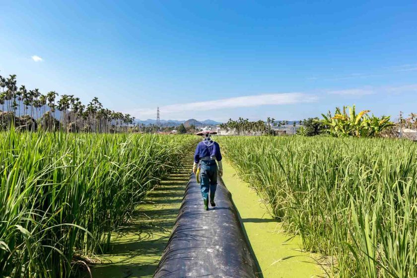 [南投埔里]日耕農產用無毒農法栽培筊白筍，魚筊共生的美人腿生吃等級的脆甜口感很可以,產地現採宅配到府 - 老莫 Say透透