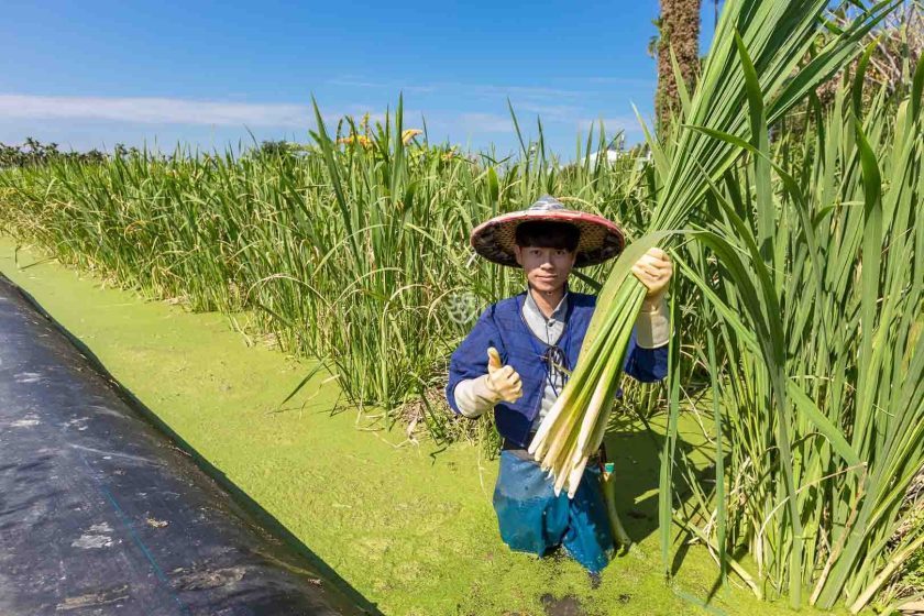 [南投埔里]日耕農產用無毒農法栽培筊白筍，魚筊共生的美人腿生吃等級的脆甜口感很可以,產地現採宅配到府 - 老莫 Say透透