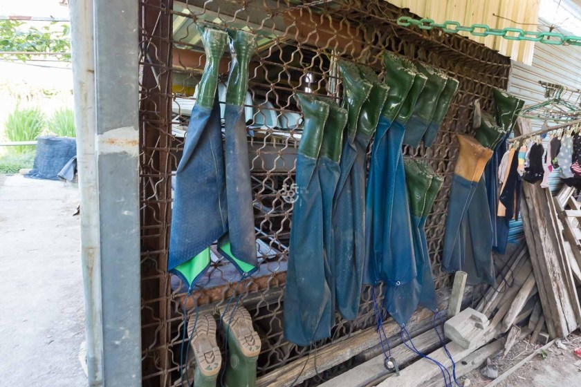 [南投埔里]日耕農產用無毒農法栽培筊白筍，魚筊共生的美人腿生吃等級的脆甜口感很可以,產地現採宅配到府 - 老莫 Say透透