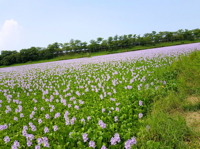仁德-布袋蓮 (12).jpg