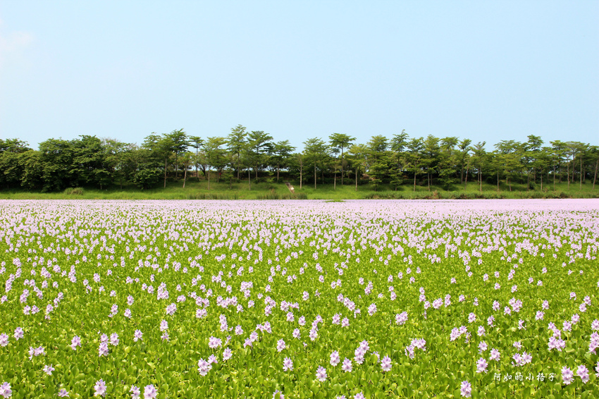 仁德-布袋蓮 (27).JPG