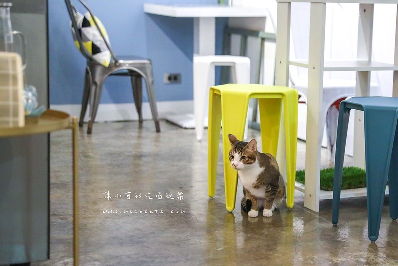 招金GABi,招金咖啡館,招金菜單,新北市咖啡,永和下午茶,永和咖啡廳,永和咖啡館,永安市場捷運站,貓咪咖啡館 @陳小可的吃喝玩樂