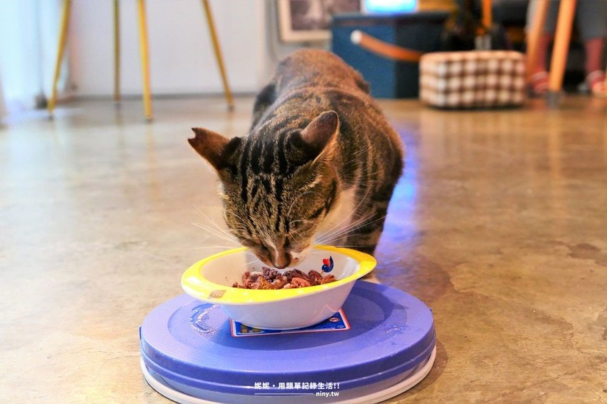 食記。新北★招金GABi 永和寵物友善的網美咖啡廳 · 妮妮˙ˇ˙用類單記錄生活!!