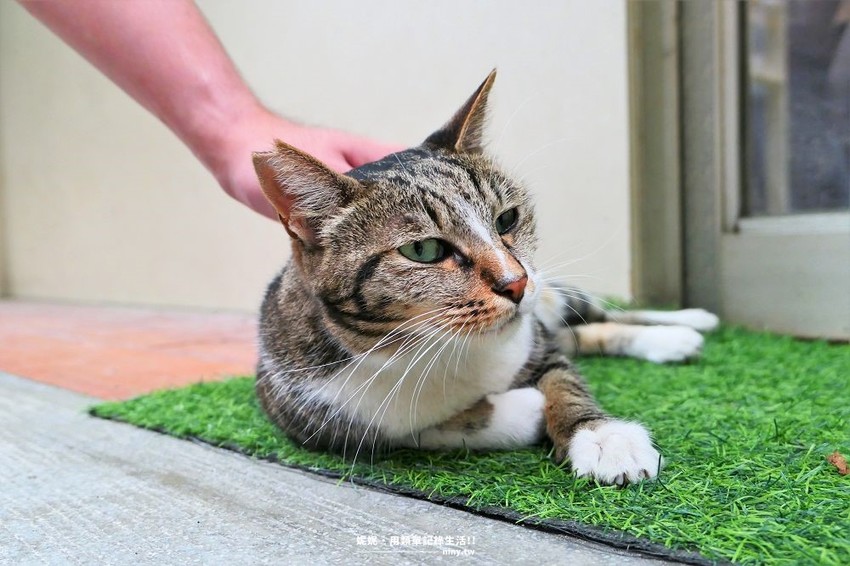 食記。新北★招金GABi 永和寵物友善的網美咖啡廳 · 妮妮˙ˇ˙用類單記錄生活!!