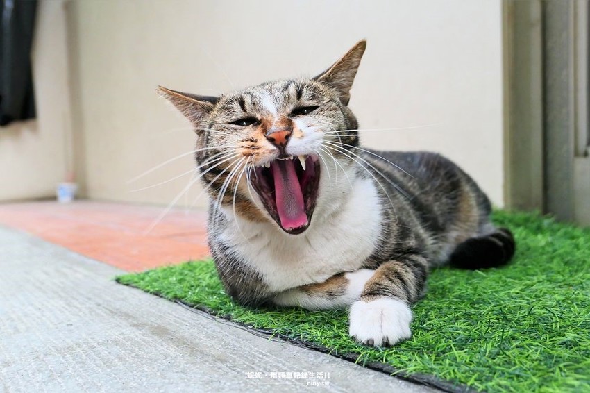 食記。新北★招金GABi 永和寵物友善的網美咖啡廳 · 妮妮˙ˇ˙用類單記錄生活!!