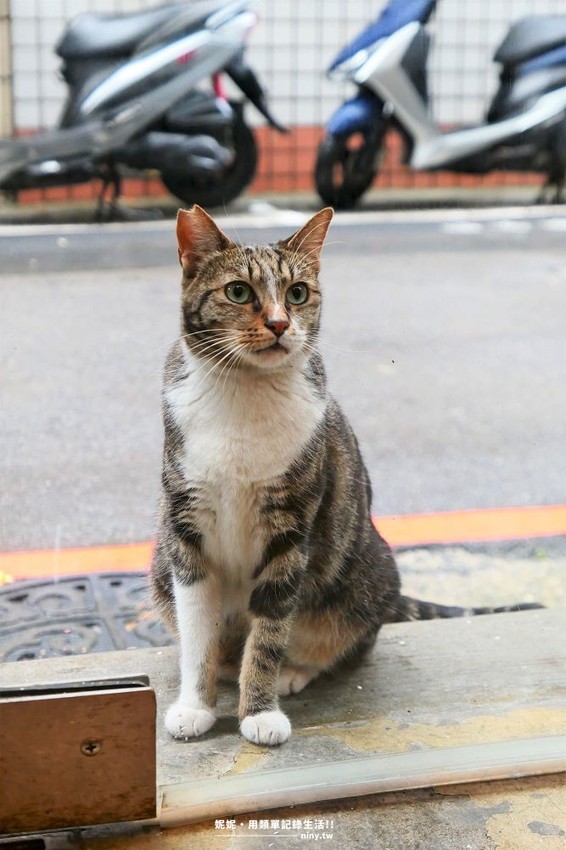 食記。新北★招金GABi 永和寵物友善的網美咖啡廳 · 妮妮˙ˇ˙用類單記錄生活!!