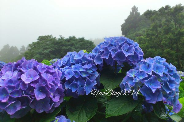 水車寮繡球_繡球花